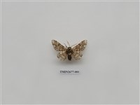 藏品(尺蛾221)的圖片